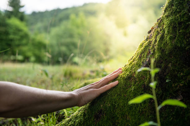 Tree Removal Services